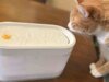 As melhores fontes de água para gatos de 2026: hidratação de alta tecnologia