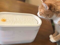 As melhores fontes de água para gatos de 2026: hidratação de alta tecnologia