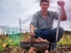 Provérbio alemão da época: “Os agricultores mais estúpidos têm as maiores batatas”