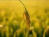 Provérbio malaio do dia sobre humildade e resiliência: Siga a natureza da planta do arroz; quanto mais grãos ela produz, mais ela se curva