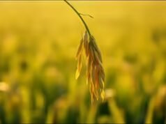 Provérbio malaio do dia sobre humildade e resiliência: Siga a natureza da planta do arroz; quanto mais grãos ela produz, mais ela se curva