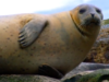 Natureza: focas no Maine