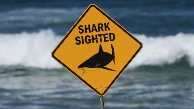 shark-attack-sign-dee-why-beach-fox-news-001-scaled.jpeg