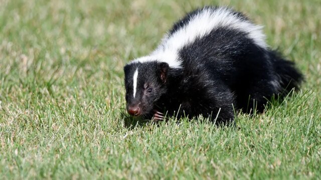 skunk-walking-grass-fox-news-001.jpeg