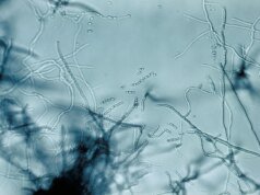 Novo antibiótico encontrado na sujeira tem como alvo superbactérias de uma forma “nunca vista antes”