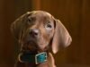 ‘Scooby-Doo: Origins’ revela seu filhote solucionador de mistérios, e ele é um menino muito bom