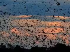 A maior migração de morcegos do mundo: a noite em que o céu da Zâmbia desaparece sob 10 milhões de morcegos
