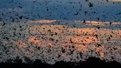 world39s-largest-bat-migration-the-night-zambia39s-sky-disappears-under-10-million-bats.jpg