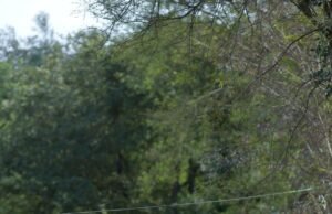 El director Chidambaram sobre ‘Balan’: la película tenía que ser emotiva, entretenida y atractiva