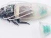 El robotic de rescate del mañana puede ser una cucaracha con traje de buceo