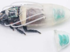 El robotic de rescate del mañana puede ser una cucaracha con traje de buceo