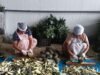 Vendedores ambulantes convertidos en exportadores: los agricultores ‘numerados’ de Meghalaya cosechan los frutos del trabajo
