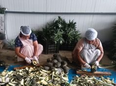 Vendedores ambulantes convertidos en exportadores: los agricultores ‘numerados’ de Meghalaya cosechan los frutos del trabajo