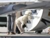 ¡Confirmado! El cachorro MUY afortunado de Taylor y Travis es visto uniéndose a ellos en su luna de miel después de que el Day by day Mail revelara por primera vez la mascota.