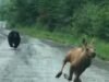 Una pareja de Maine pensó que estaban a punto de fotografiar un alce. En cambio, un ternero y un oso surgieron del bosque y tuvieron unos segundos para decidir si intervenían.