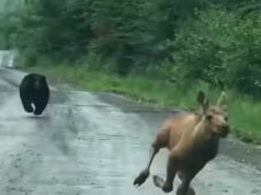 Una pareja de Maine pensó que estaban a punto de fotografiar un alce. En cambio, un ternero y un oso surgieron del bosque y tuvieron unos segundos para decidir si intervenían.