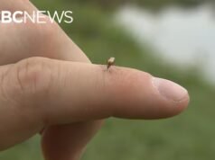 Échale la culpa a la lluvia: un aguacero récord en Edmonton traerá un monzón de mosquitos