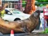 Funcionarios australianos piden a los aficionados que respeten la privacidad de Neil, una foca de 1.000 kilos, que no respeta nada