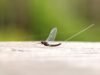 ¿Aplastar o no? Estos científicos sugieren que reconsideremos nuestro miedo a los insectos
