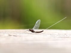 ¿Aplastar o no? Estos científicos sugieren que reconsideremos nuestro miedo a los insectos