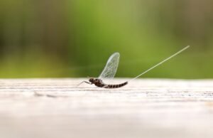¿Aplastar o no? Estos científicos sugieren que reconsideremos nuestro miedo a los insectos