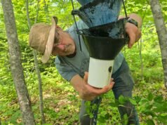 Propietarios de bosques en PEI recolectan escarabajos de corteza de abeto para la ciencia
