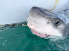 Hay un gran tiburón blanco en el Golfo de San Lorenzo. No te preocupes, es regular.
