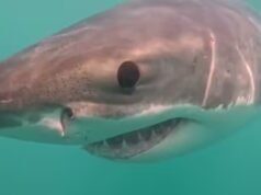 El gran tiburón blanco se acerca y es private | El momento