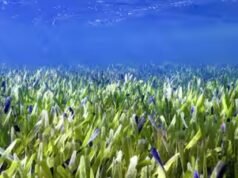 Los científicos revelan que las praderas submarinas de pastos marinos podrían acabar con la desnutrición world