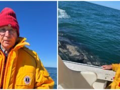 Las ballenas grises están muriendo en nuestras costas. Los investigadores dicen que el calentamiento del clima puede ser parte del problema