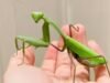 Dos mantis religiosas asiáticas se están extendiendo por Europa y los científicos advierten que amenazan la vida silvestre