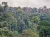 Los científicos cortan enredaderas de un bosque dañado de Borneo. Su dosel creció entonces tres veces más rápido.