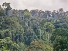 Los científicos cortan enredaderas de un bosque dañado de Borneo. Su dosel creció entonces tres veces más rápido.