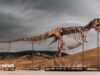 Tyrannosaurus rex, el dinosaurio más caro jamás vendido