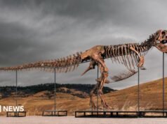 Tyrannosaurus rex, el dinosaurio más caro jamás vendido