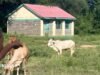 Más vacas que alumnos: ¿qué hay detrás del cierre masivo de escuelas en las zonas rurales de Kenia?