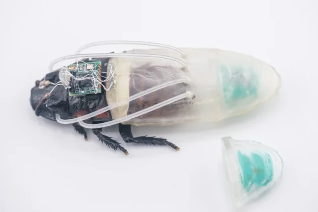 3d-printed-suit-for-cyborg-insects-extends-operations-underwaterfac3c966-49a5-4cf9-b57e-b9f9b13666d1.webp