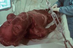 La célula sintética marca un nuevo paso hacia la vida synthetic: investigadores
