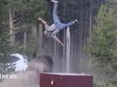 Bisonte embiste a su abuelo en el parque de Yellowstone, lanzándolo a metros de altura