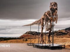 El T. rex podría convertirse en el fósil más caro de la historia, pero es un problema para los científicos