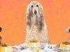 Hacemos deliciosas comidas caseras para nosotros mismos. ¿Por qué no hacer lo mismo con nuestros perros?