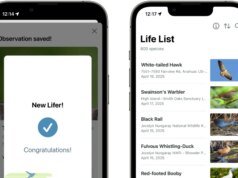 La aplicación Merlin Hen ID ahora está analizando una base de datos world de nuestros amigos emplumados que desaparecen