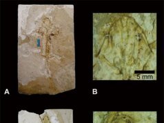 Científicos han identificado una nueva especie fósil de ajolote en México