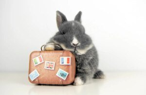 La aplicación de viajes Hopper pagará 35 millones de dólares en un acuerdo con la FTC por cobrar tarifas ocultas ‘injustamente’