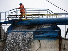 El Niño ya está causando estragos en las pesquerías del Pacífico