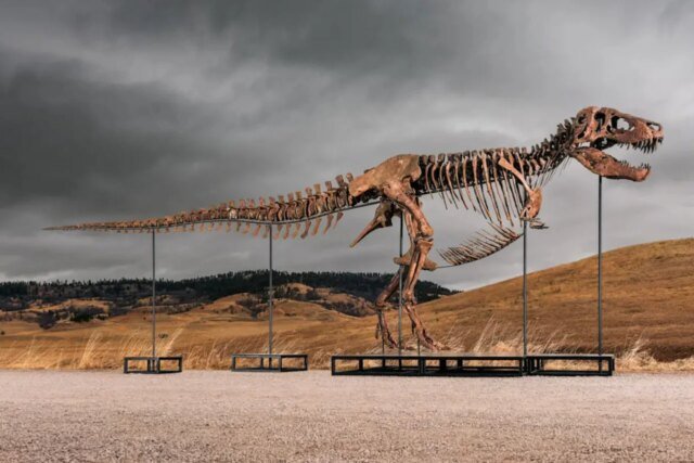 Gus-T-Rex-Sherman-Sothebys-1280x853.jpeg