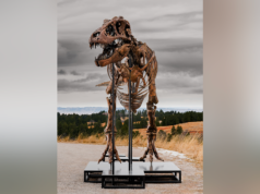 Un enorme fósil de T. rex se vende por 50 millones de dólares y se convierte en uno de los más caros jamás subastados