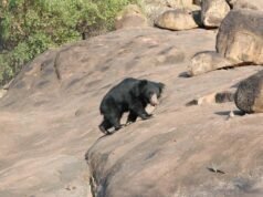 El Departamento Forestal tomará medidas enérgicas contra la caza de vida silvestre en el norte de Karnataka