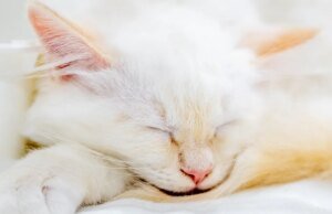 Un gatito desaparecido iba debajo del capó de un coche. La IA la trajo a casa.
