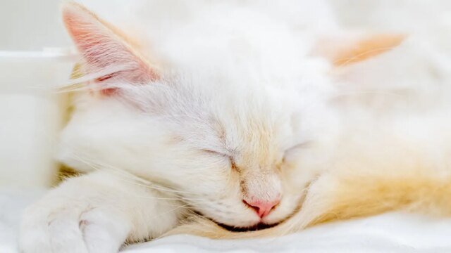 Lost-Kitten-Photo-1.jpg